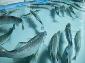 Caso de éxito ERP: Culmarex